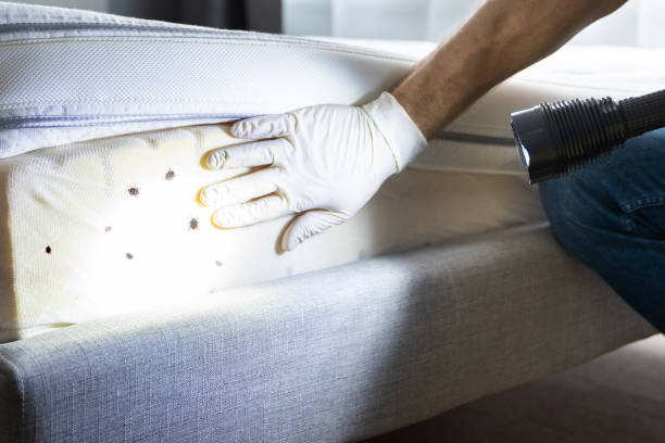 Best Mosquito Control Services  in Candler Mcafee, GA
