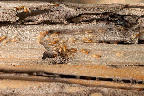 Best Cockroach Control Services  in Candler Mcafee, GA