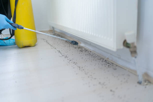 Best Rat Extermination Near Me  in Candler Mcafee, GA
